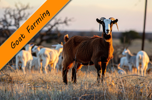 Goat Farming Subsidy Scheme